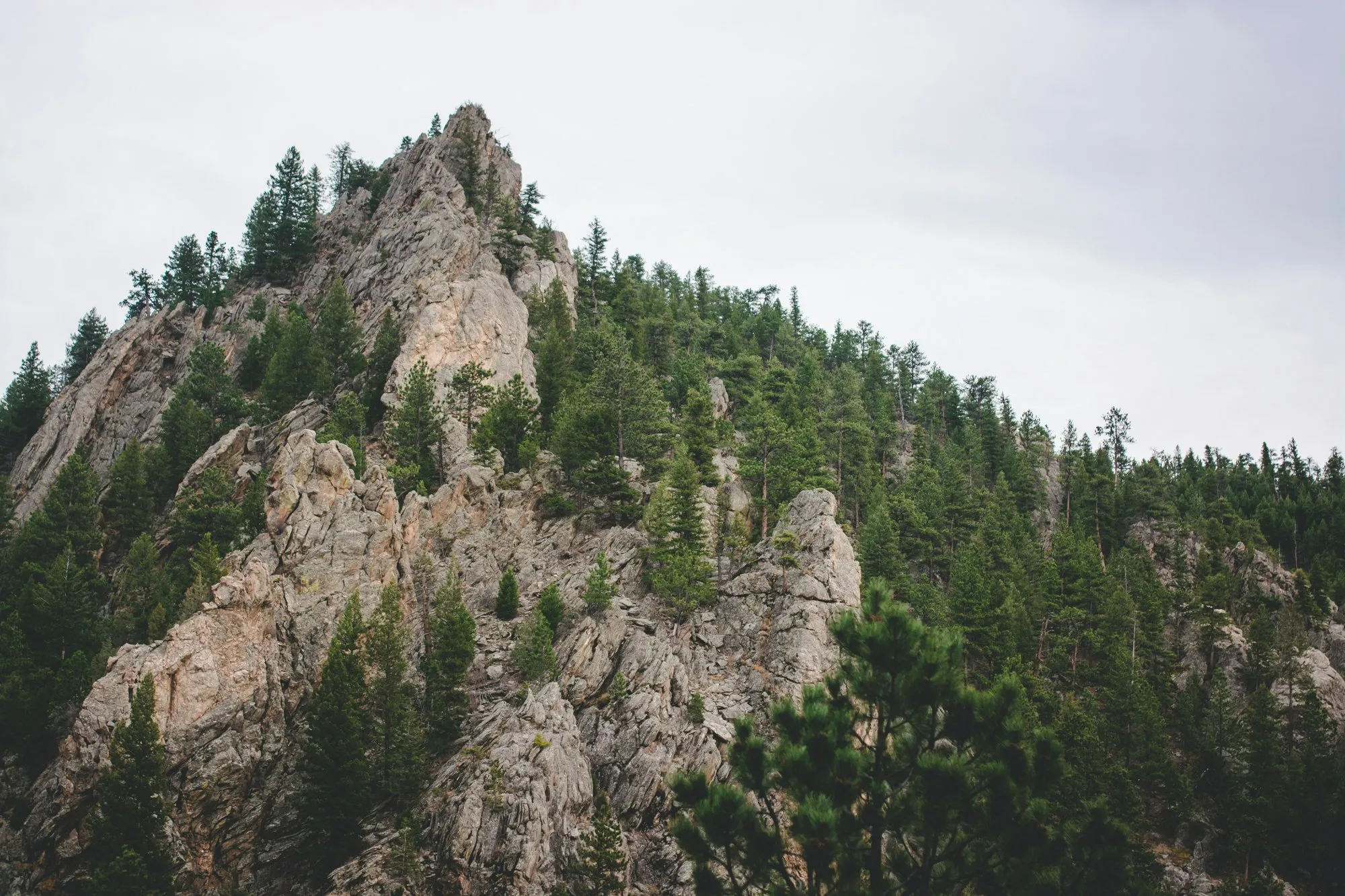 Mountain rising behind an open evergreen forest