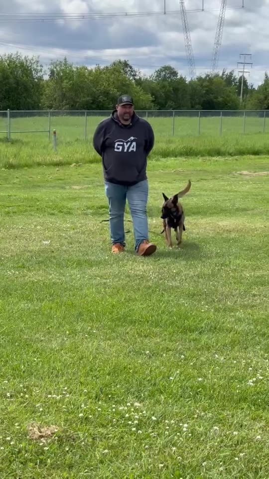 A handler working a Belgian Malinois in an open training field