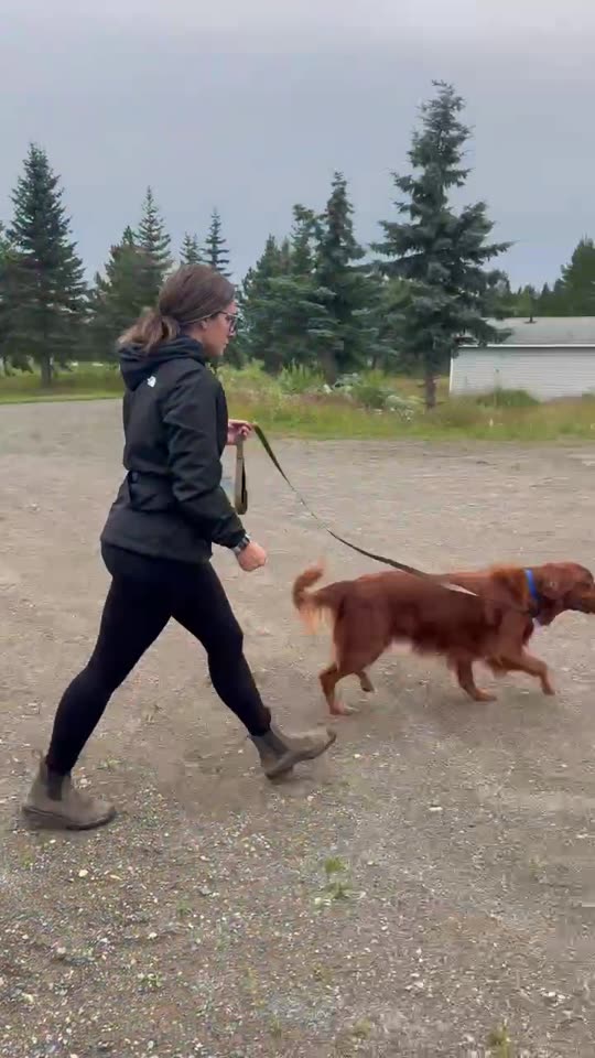 A handler running a detection dog on a scent article across open ground