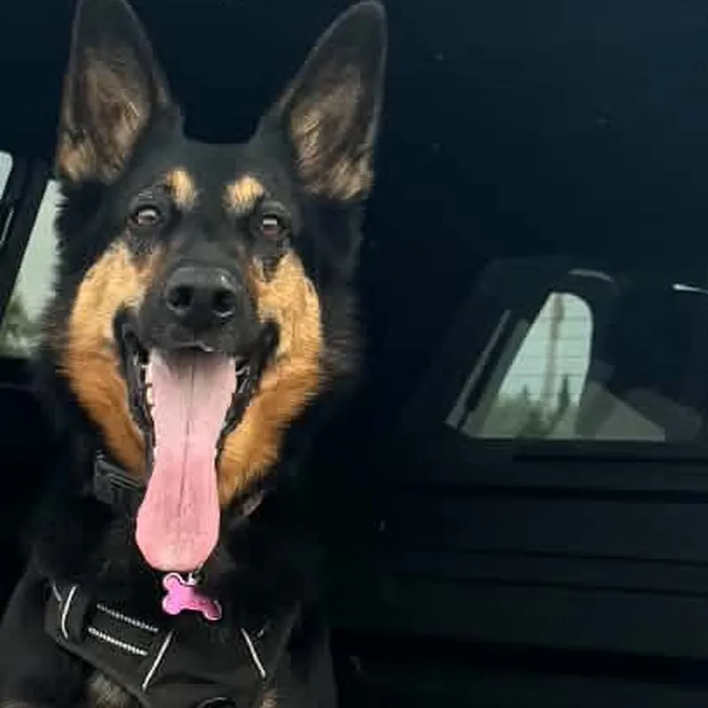Athena, Tracking & trailing