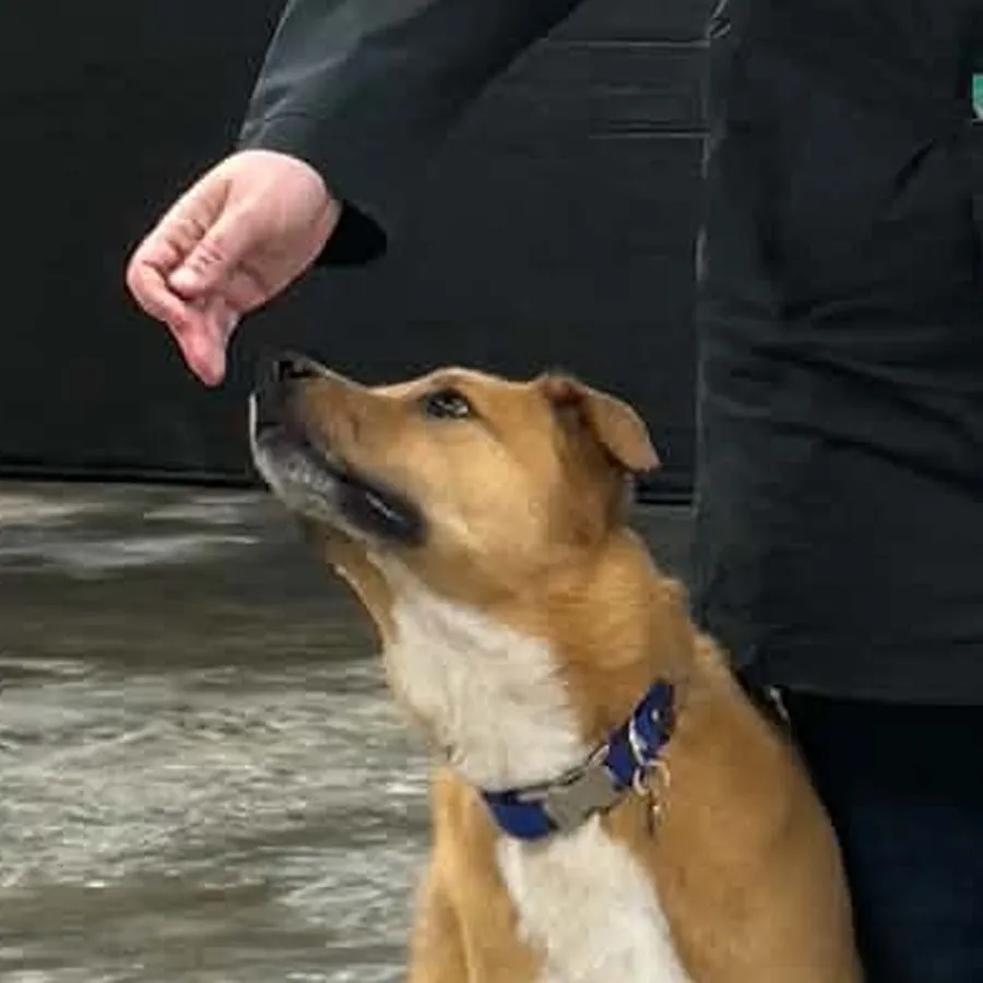 Bonnie, HRD in training