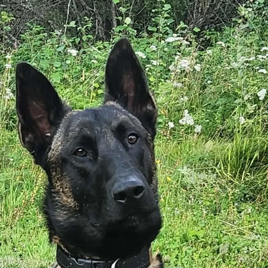 Zane, HRD in training